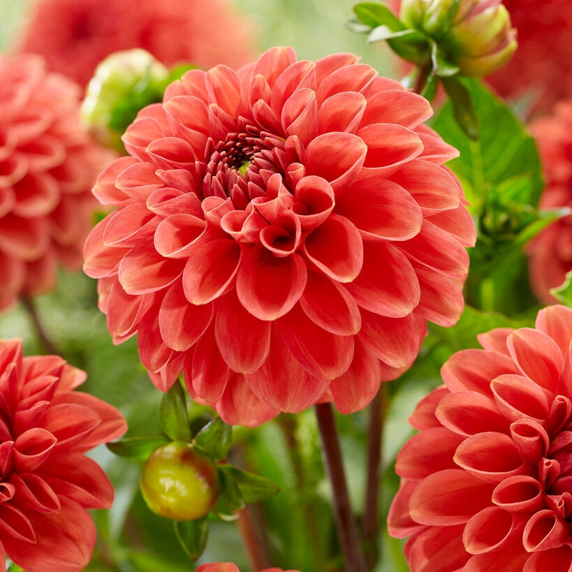 Dahlia Boll Zundert Mystery Fox 1-pak